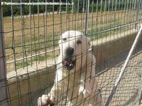 Duna nel lavoro di guardia